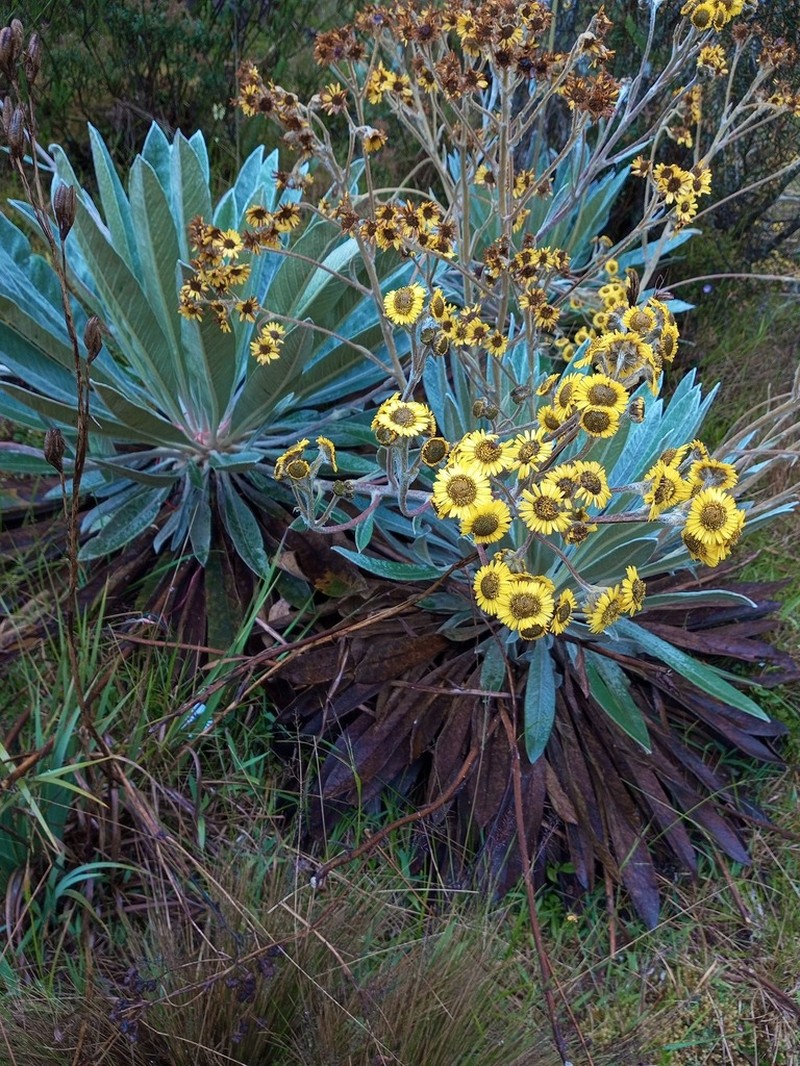 Espeletia petiolata photo 3