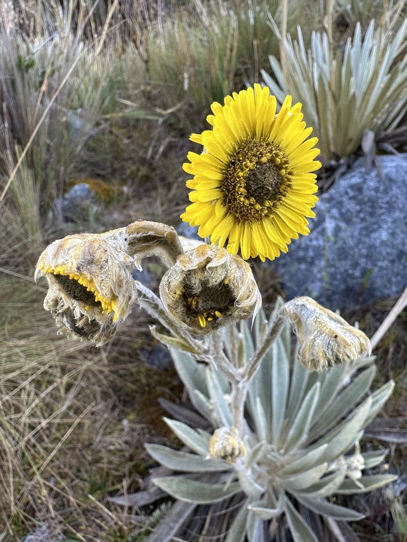 Espeletia petiolata photo 4