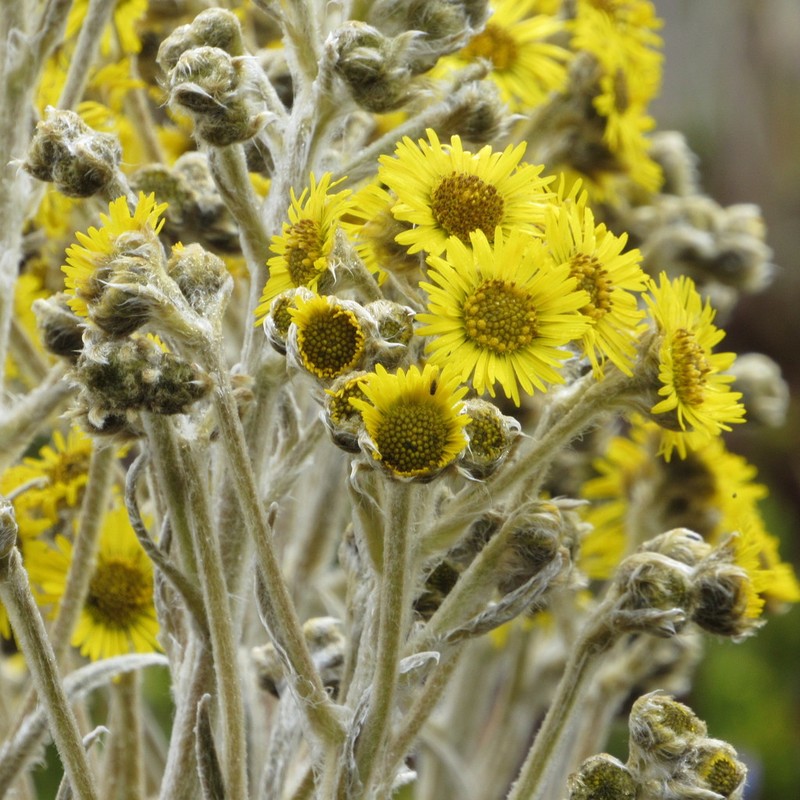 Espeletia petiolata photo 6