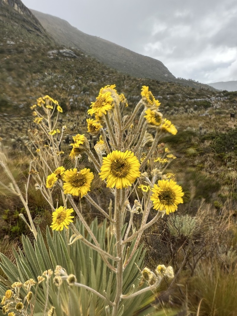 Espeletia petiolata photo 8