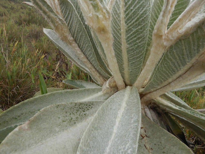 Espeletia pisbana
