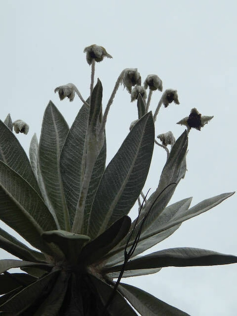 Espeletia pisbana photo 2
