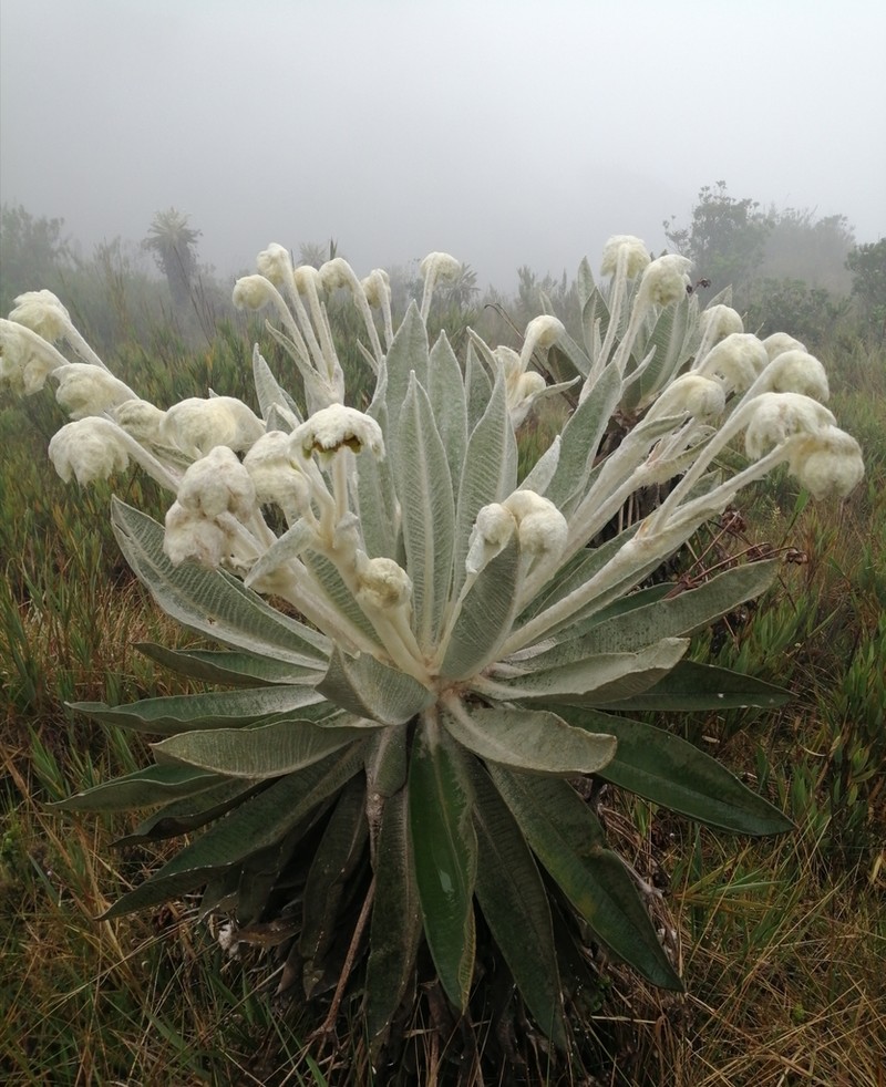 Espeletia pisbana photo 3