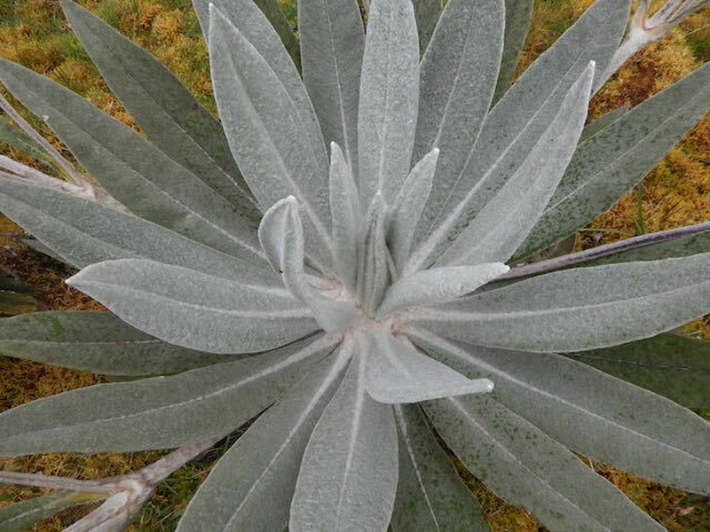 Espeletia pisbana photo 4