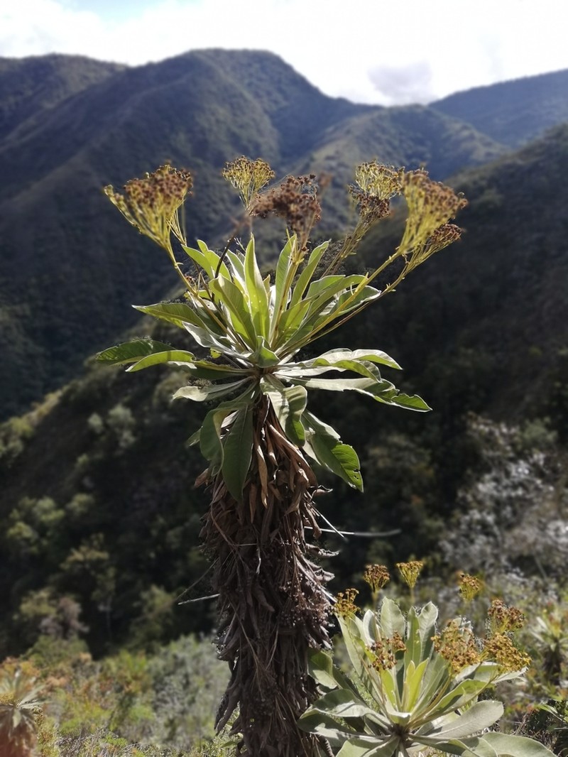 Espeletia pleiochasia