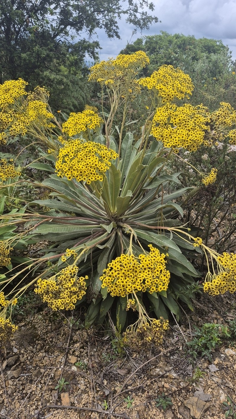 Espeletia pleiochasia photo 2