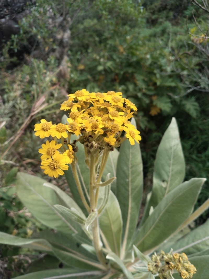 Espeletia pleiochasia photo 3
