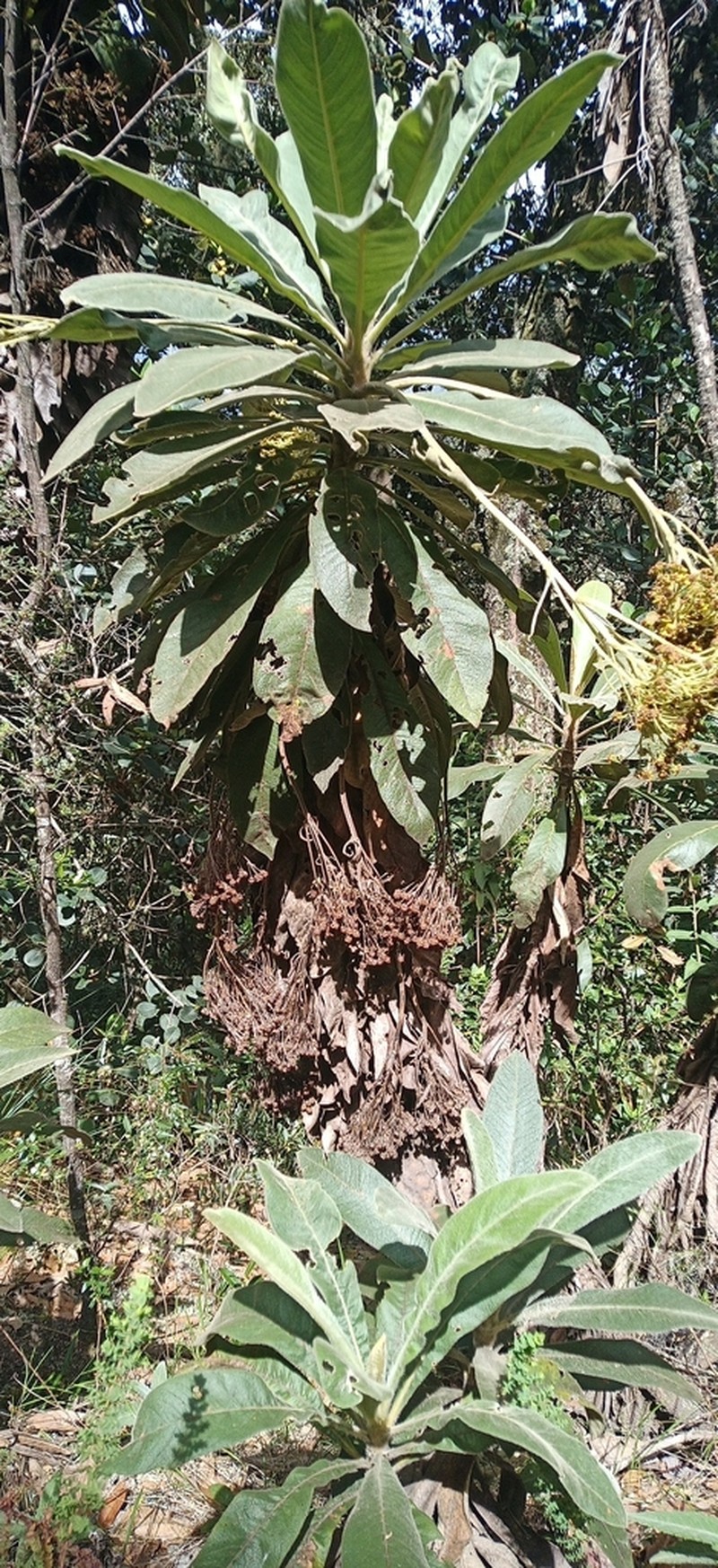 Espeletia pleiochasia photo 5