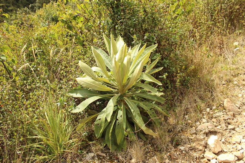 Espeletia pleiochasia photo 6