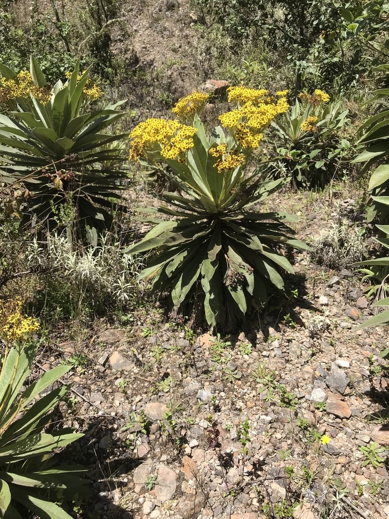 Espeletia pleiochasia photo 7