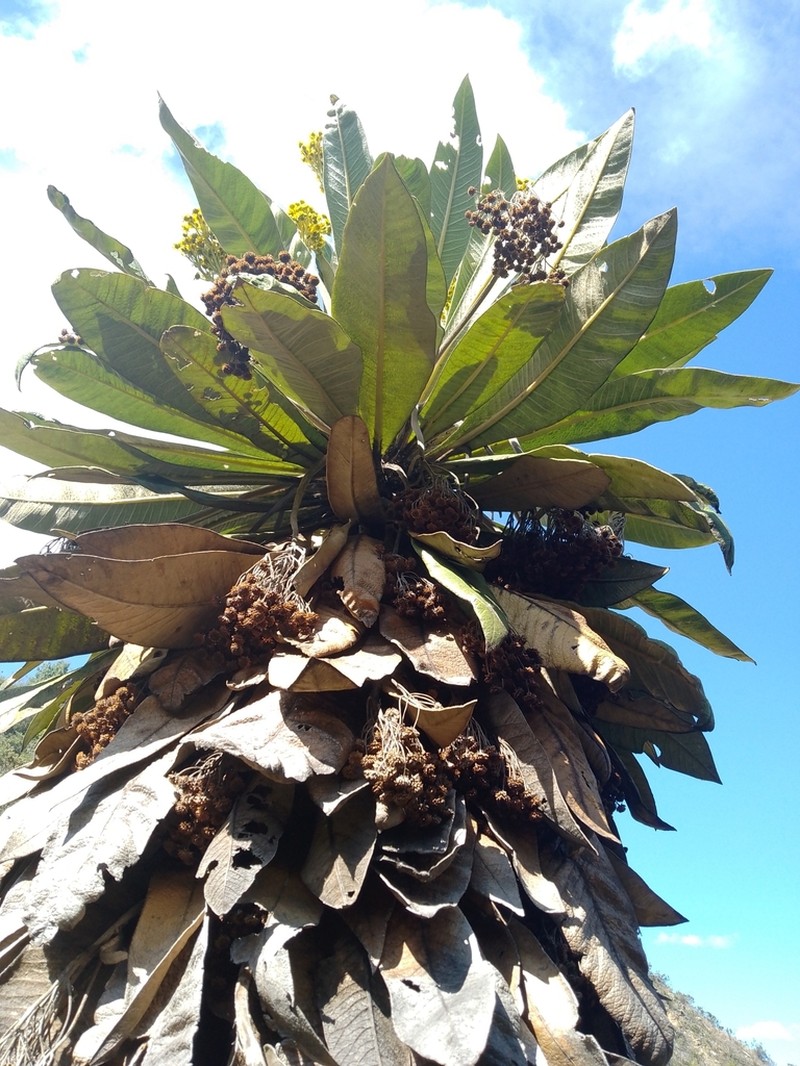 Espeletia pleiochasia photo 8