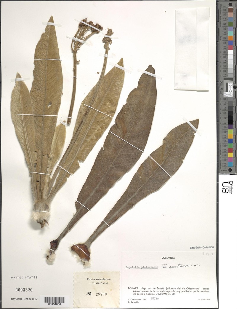 Espeletia pleiochasia var. socotana