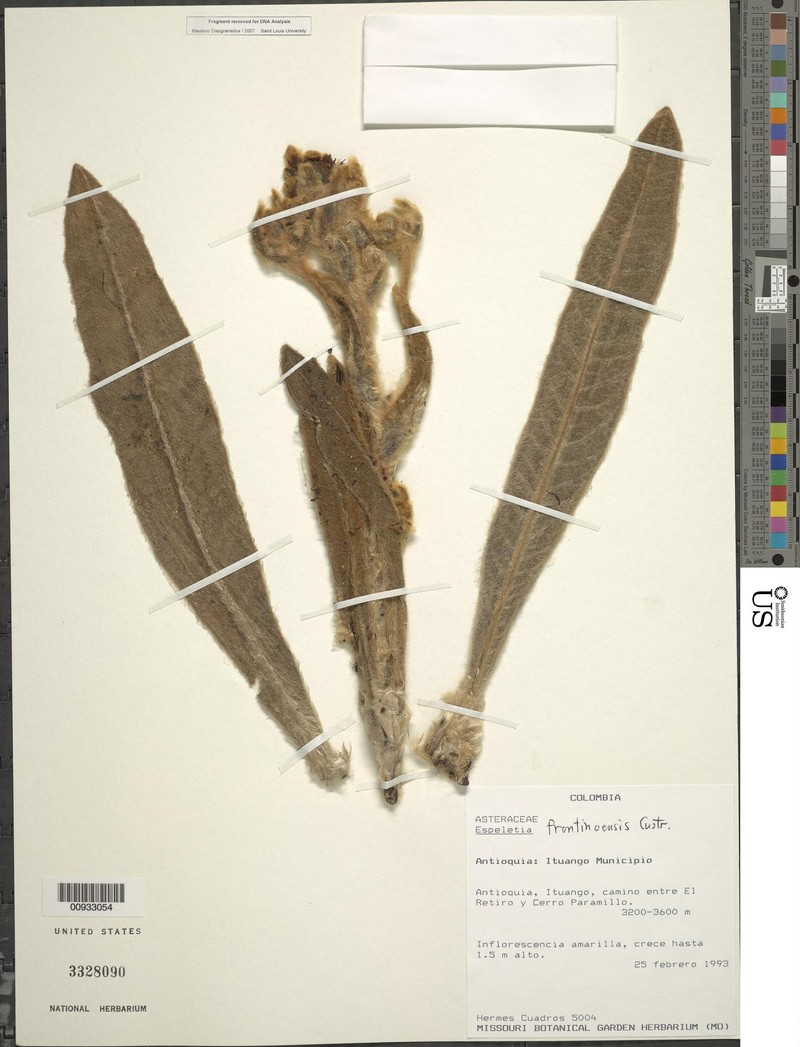 Espeletia praefrontina