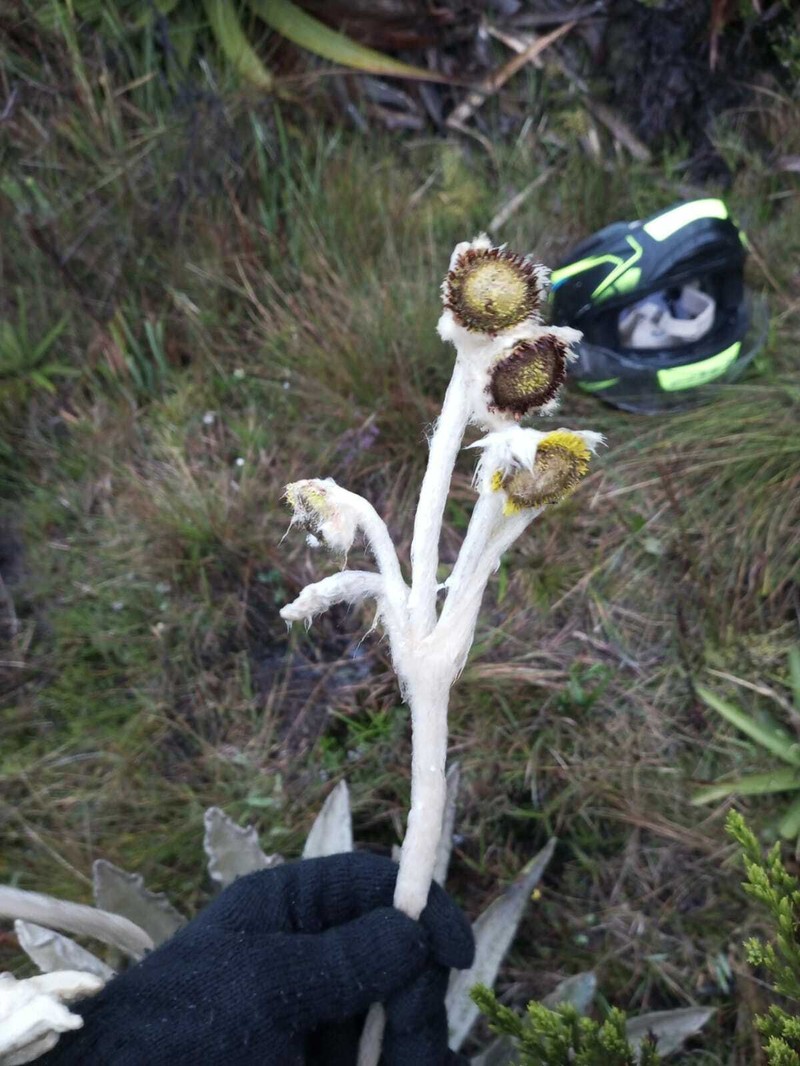Espeletia praesidentis photo 2