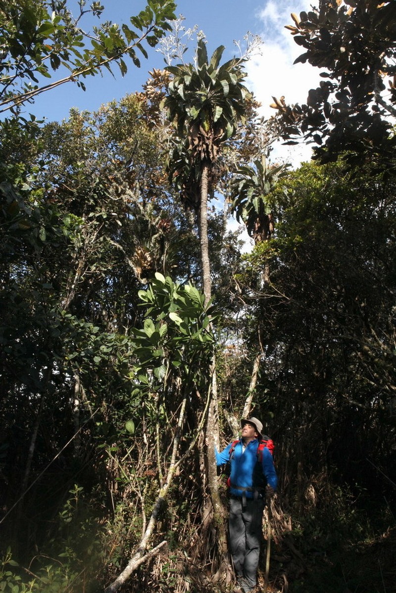 Espeletia purpurascens