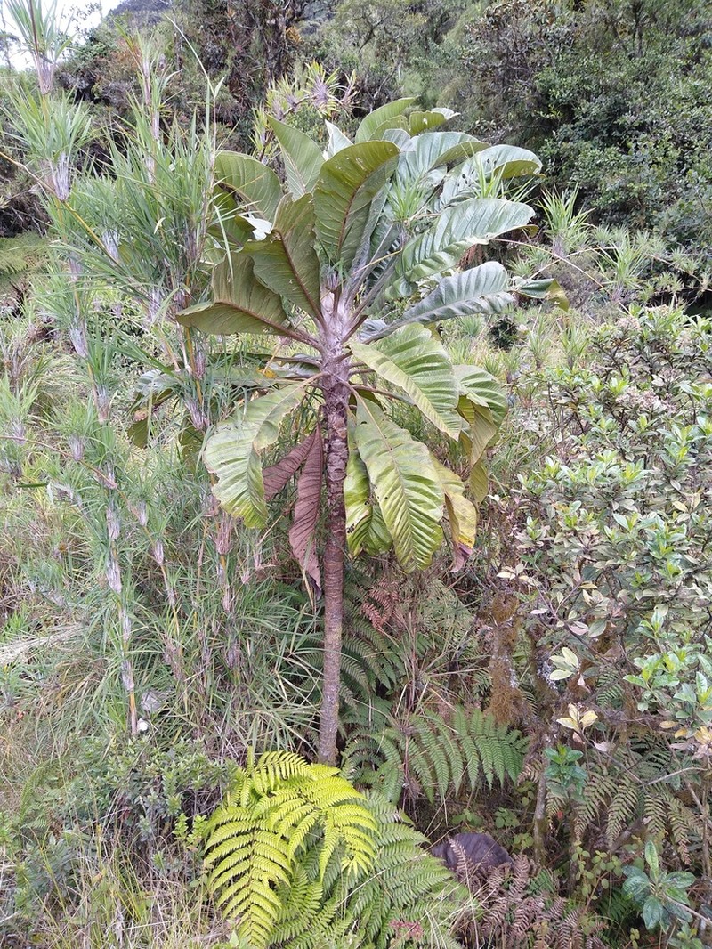 Espeletia purpurascens photo 2