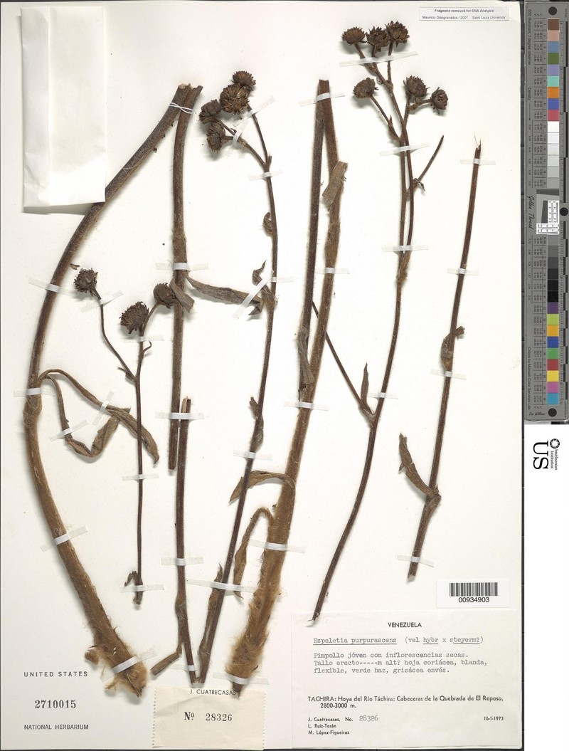 Espeletia purpurascens photo 3