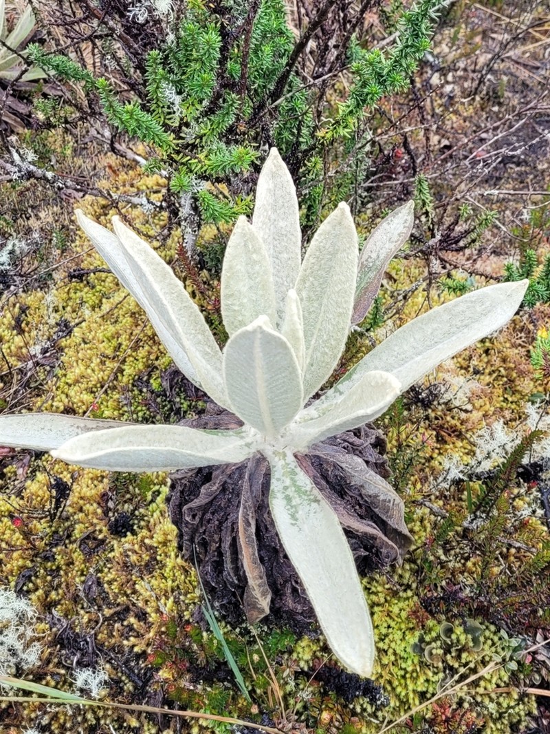 Espeletia pycnophylla
