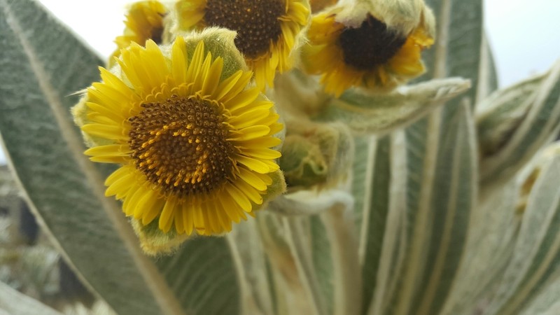 Espeletia pycnophylla photo 2
