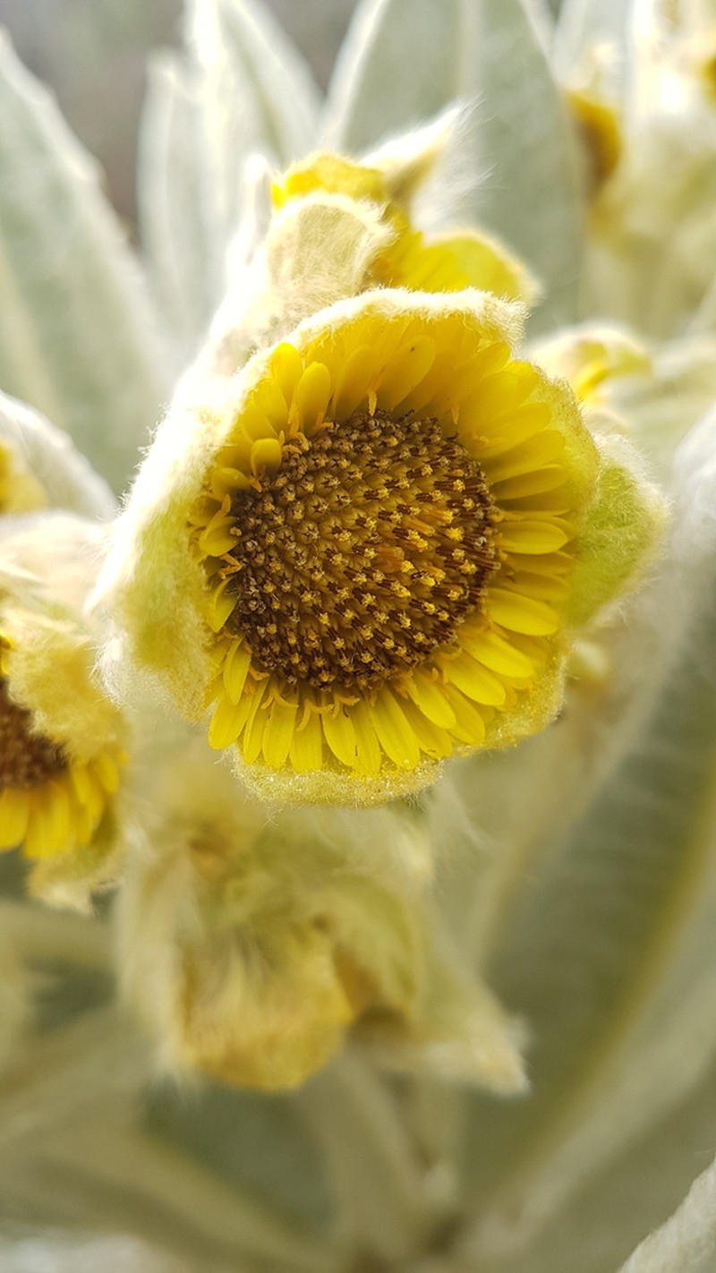 Espeletia pycnophylla photo 3
