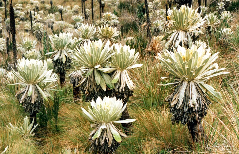 Espeletia pycnophylla photo 4