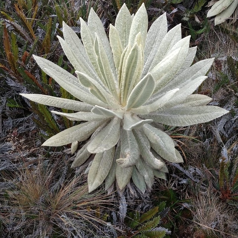 Espeletia pycnophylla photo 5