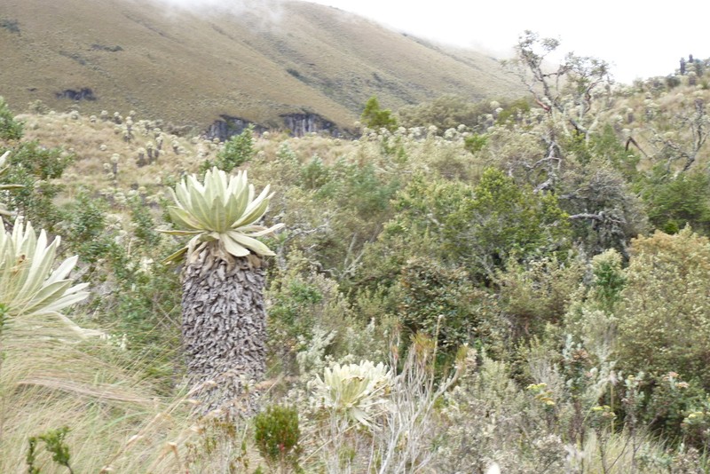 Espeletia pycnophylla photo 6