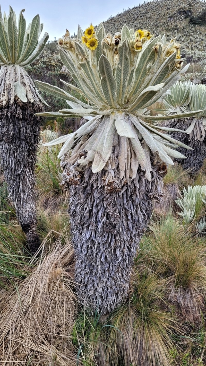 Espeletia pycnophylla photo 7