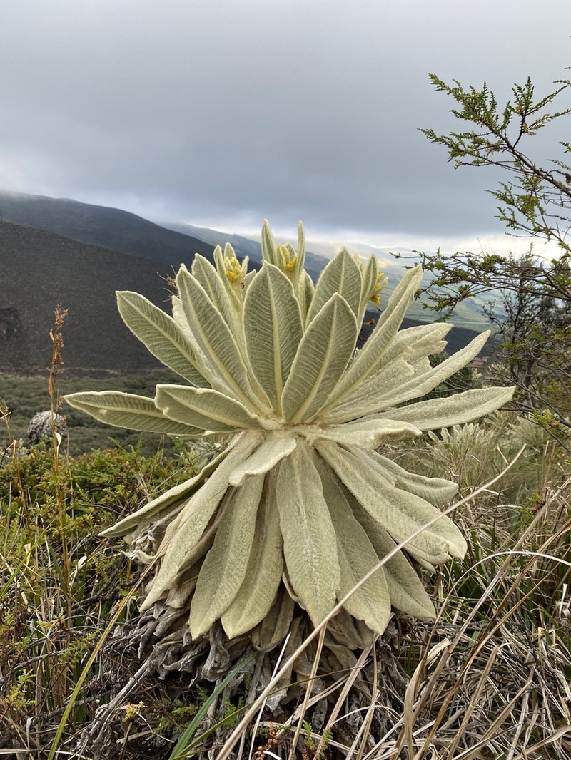Espeletia pycnophylla photo 8