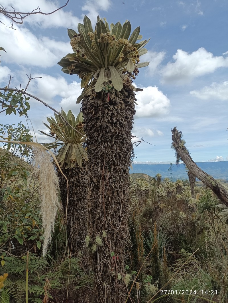 Espeletia pycnophylla subsp. angelensis photo 2
