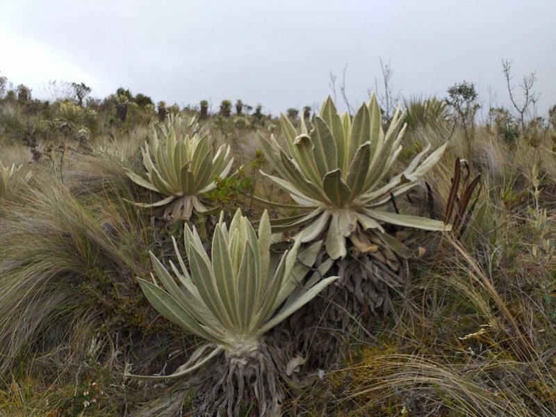Espeletia pycnophylla subsp. angelensis photo 3