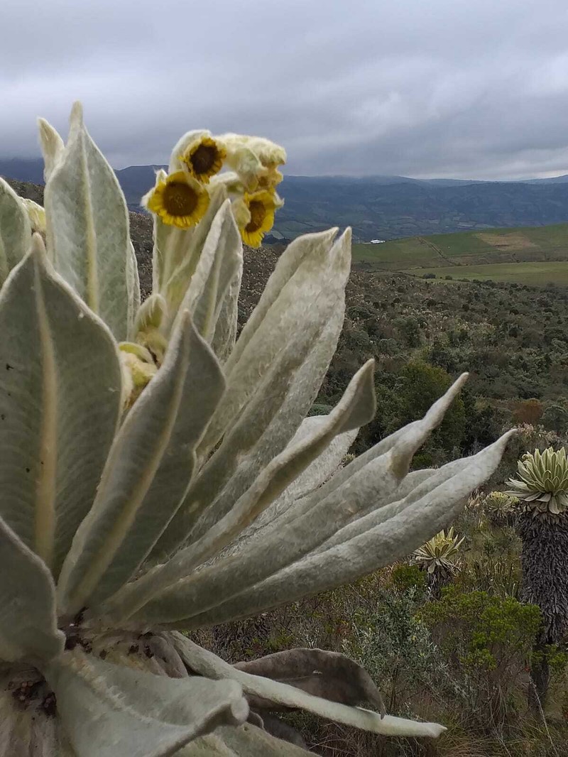 Espeletia pycnophylla subsp. angelensis photo 4