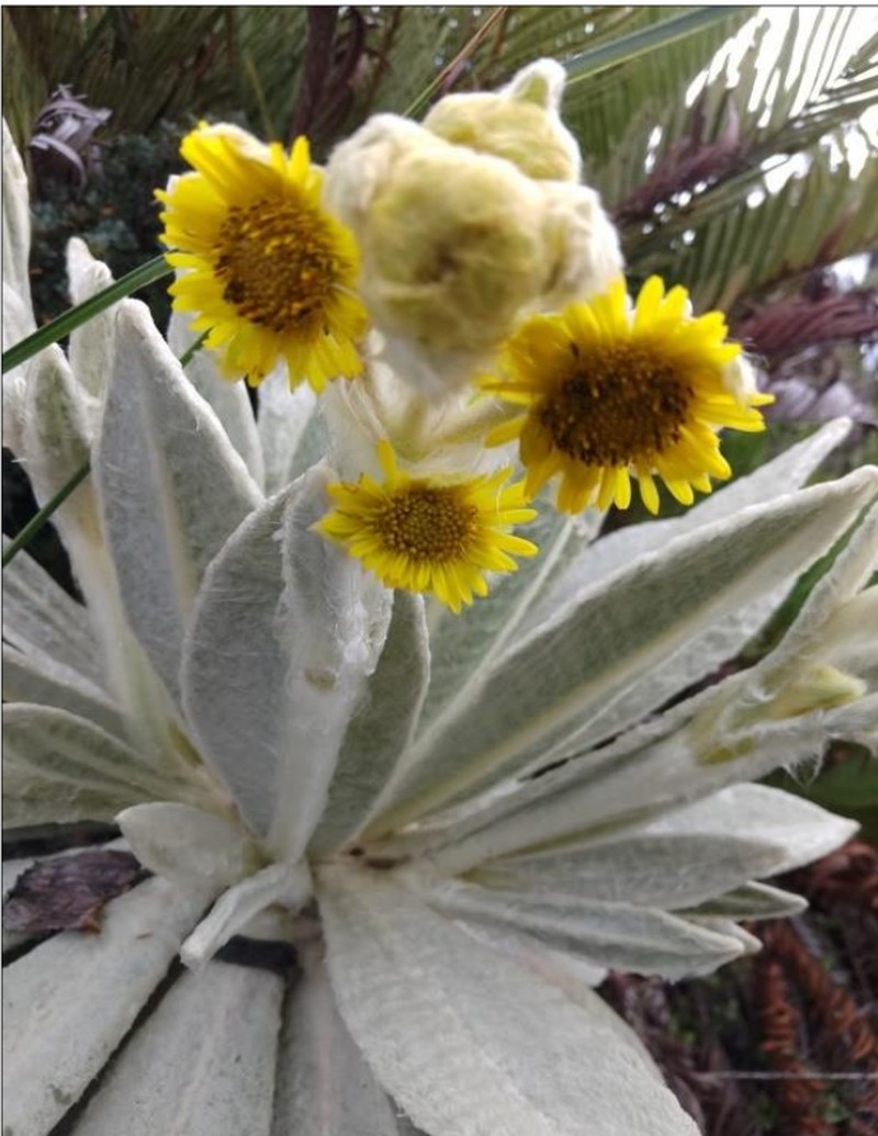 Espeletia pycnophylla subsp. llanaganatensis
