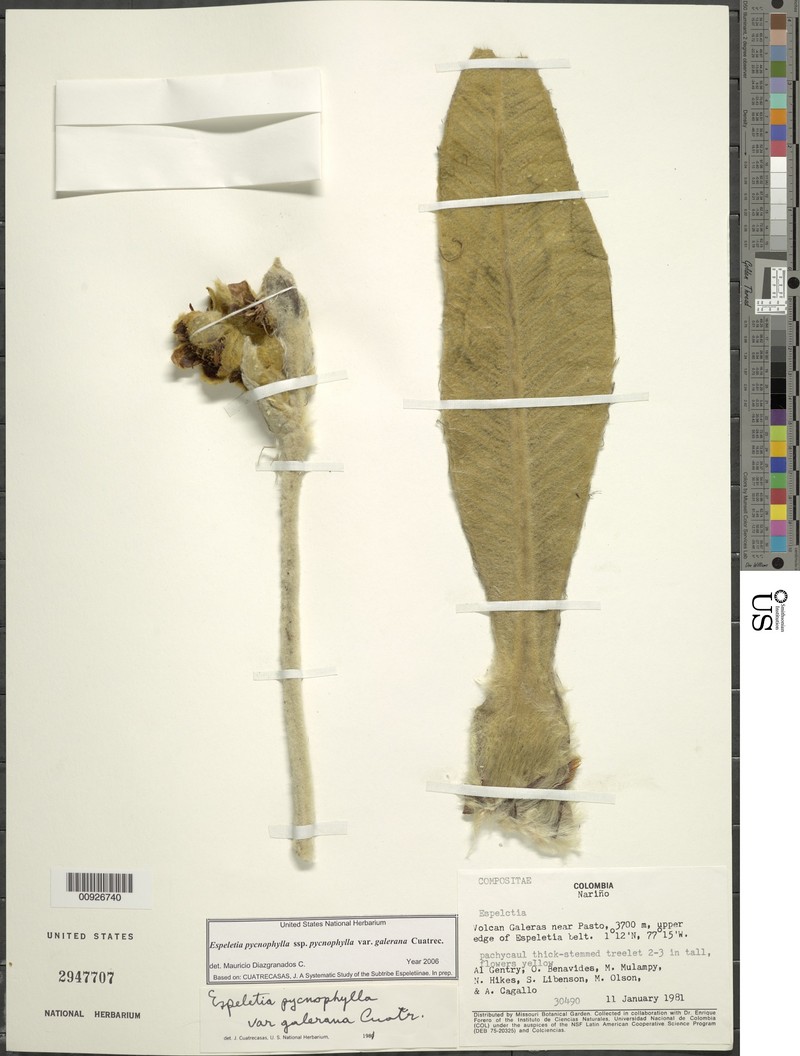 Espeletia pycnophylla var. galerana