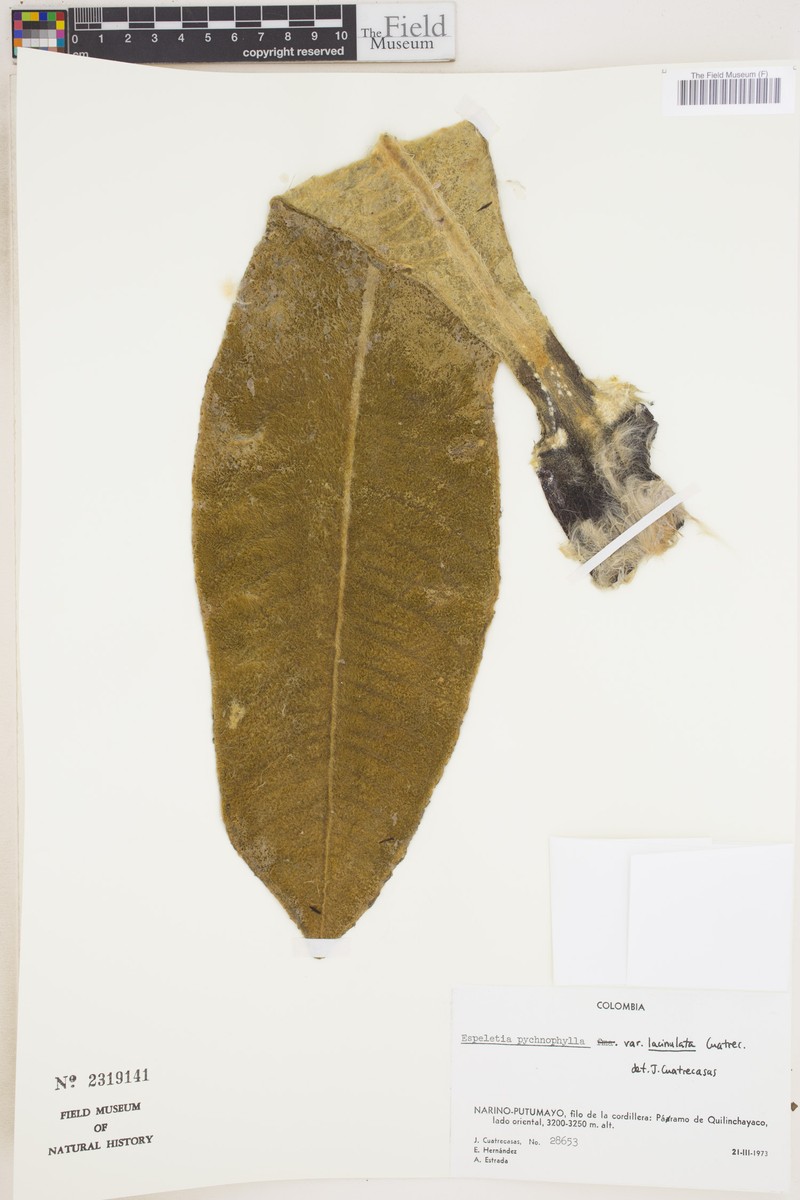 Espeletia pycnophylla var. lacinulata