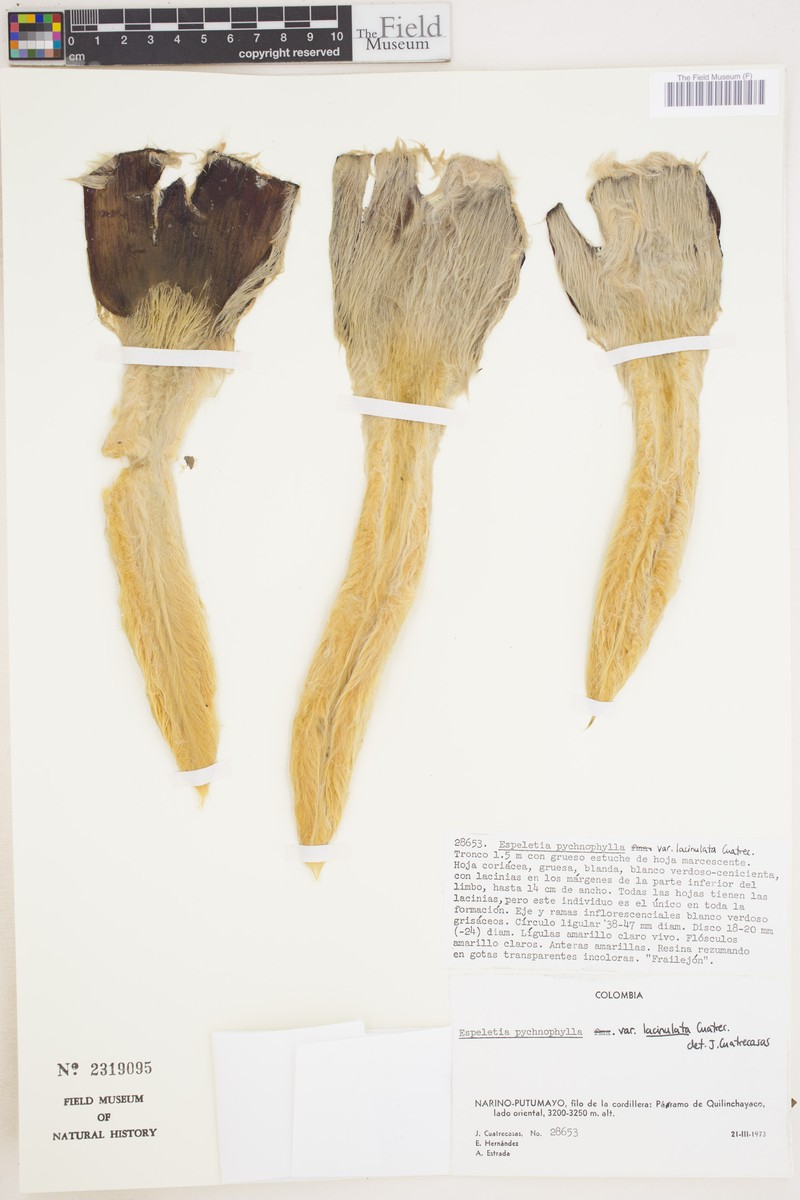 Espeletia pycnophylla var. lacinulata photo 2