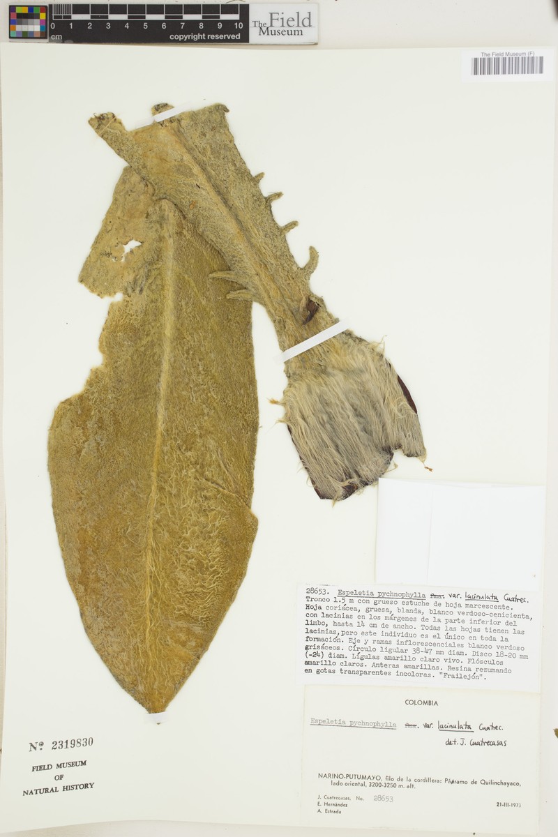 Espeletia pycnophylla var. lacinulata photo 3
