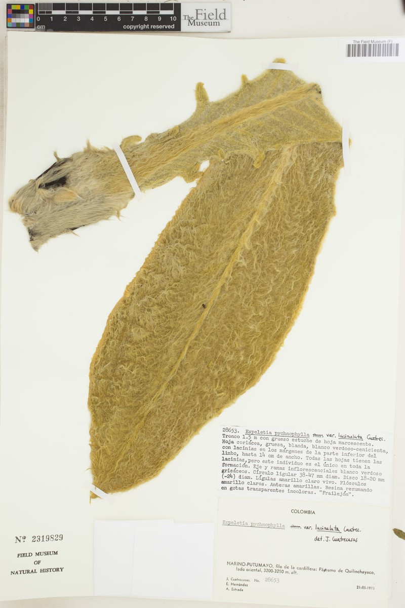 Espeletia pycnophylla var. lacinulata photo 4