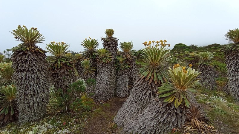 Espeletia rabanalensis