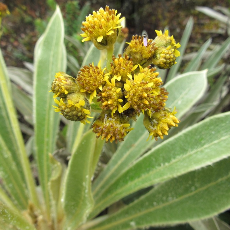 Espeletia rabanalensis photo 2