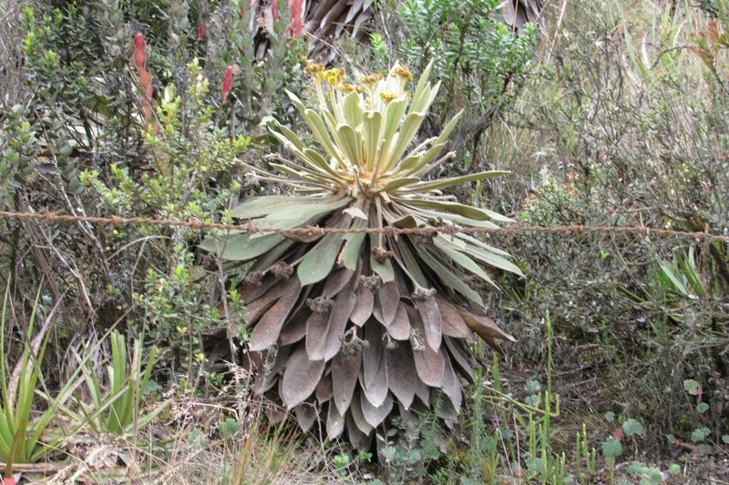 Espeletia rabanalensis photo 3