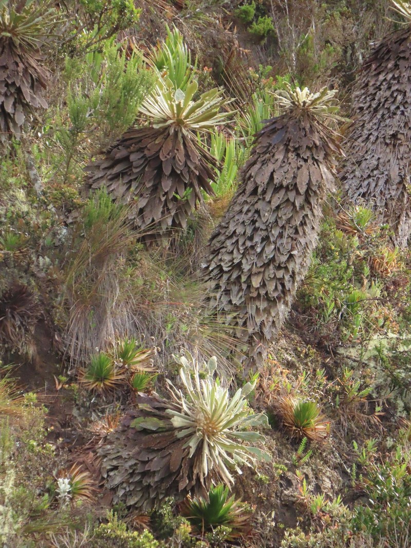 Espeletia rabanalensis photo 4