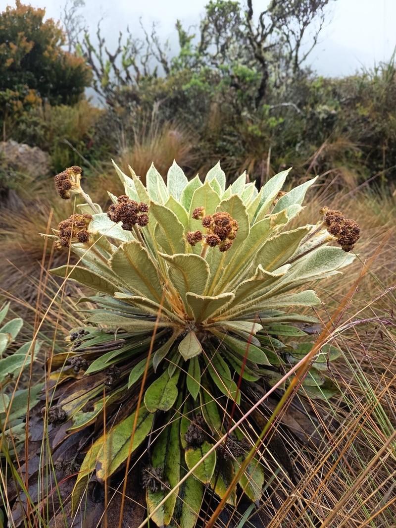 Espeletia rabanalensis photo 5