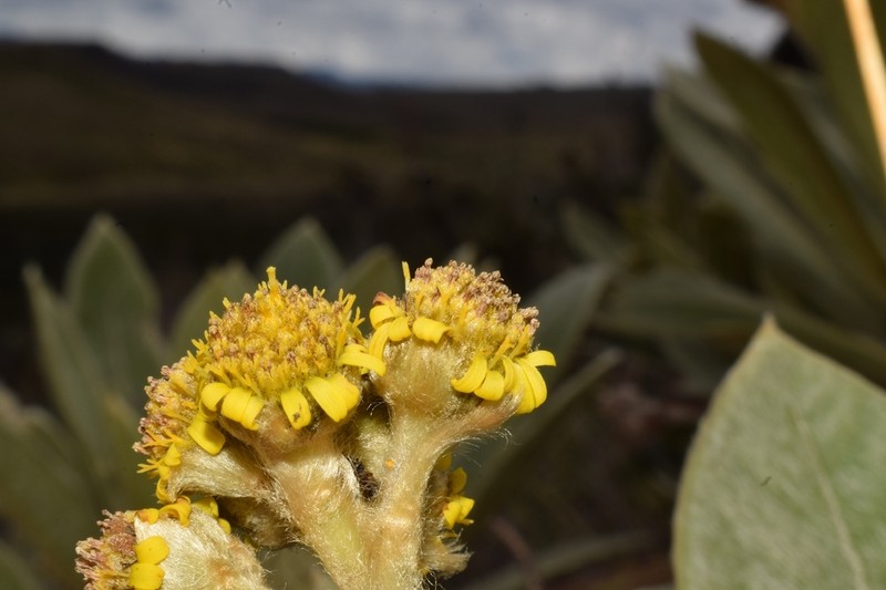 Espeletia rabanalensis photo 6