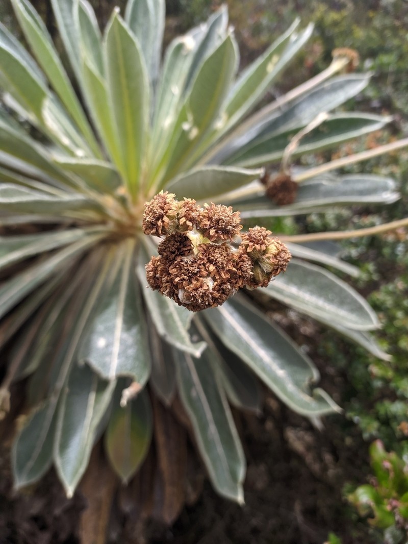 Espeletia rabanalensis photo 7
