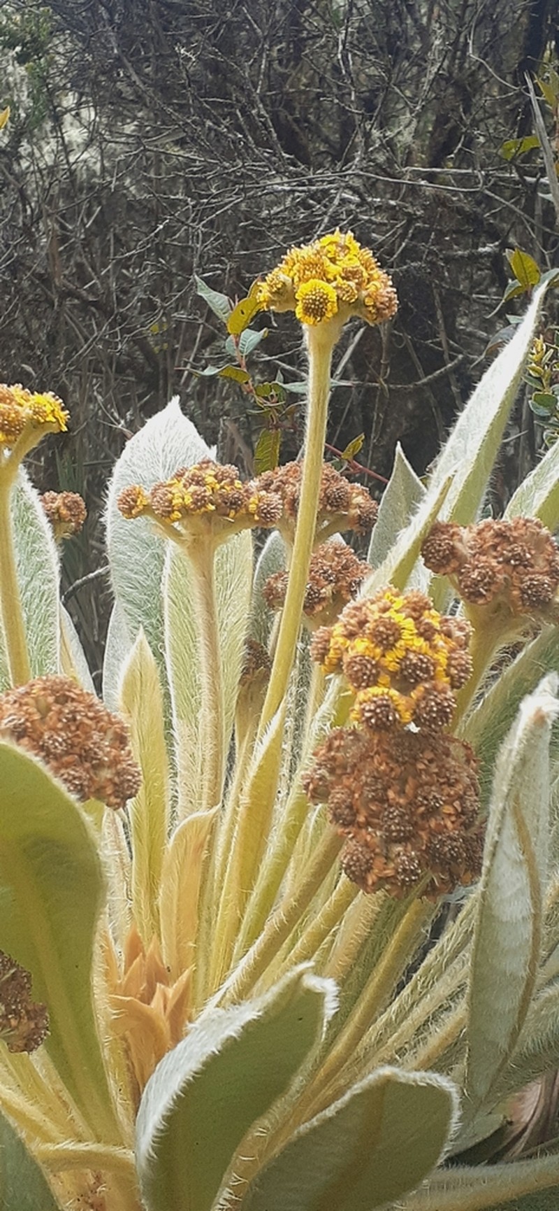 Espeletia rabanalensis photo 8