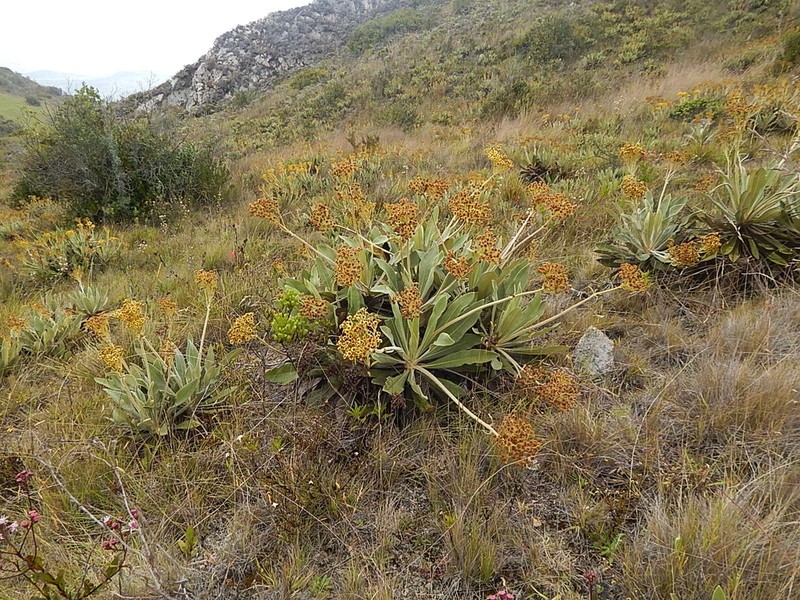 Espeletia ramosa