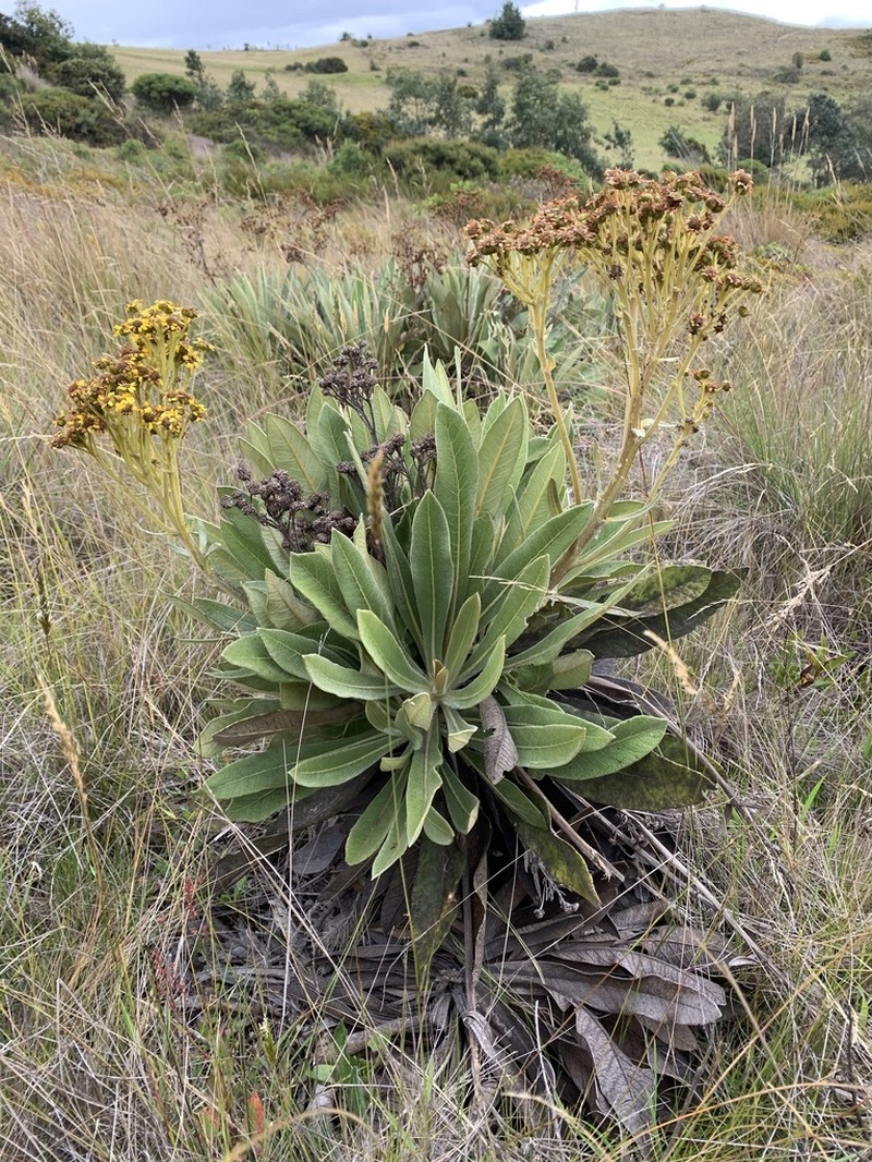 Espeletia ramosa photo 2