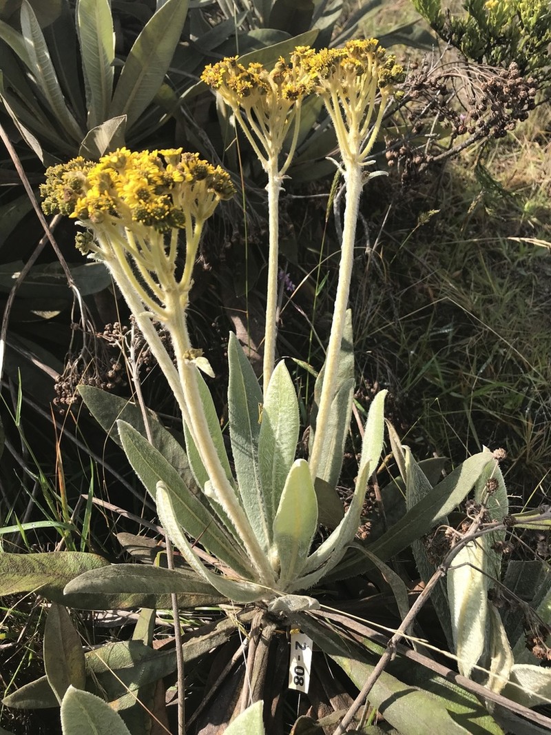 Espeletia ramosa photo 3