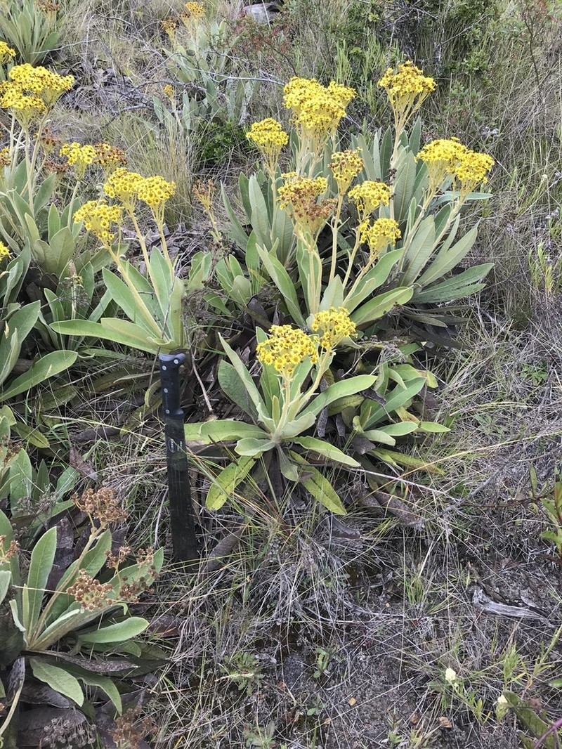 Espeletia ramosa photo 5